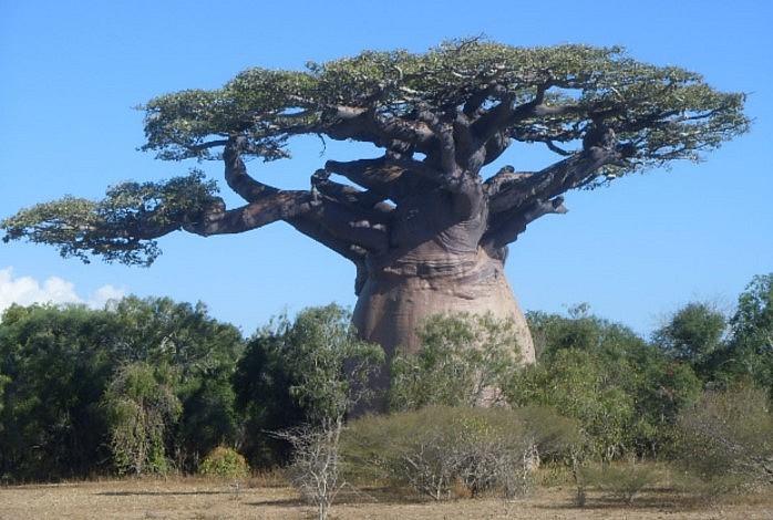 Cây bao báp giống như một cái chai nước khổng lồ.