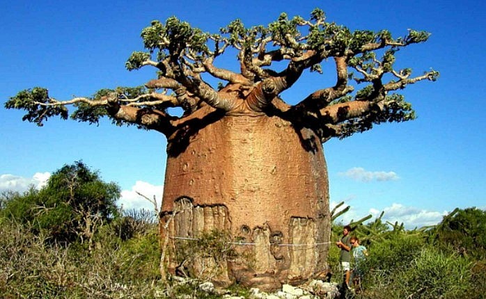 Khi thời tiết khô hạn kéo dài người dân chỉ cần khoét một lỗ nhỏ trên thân cây là “nước uống” tươi mát có thể chảy ra liên tục.