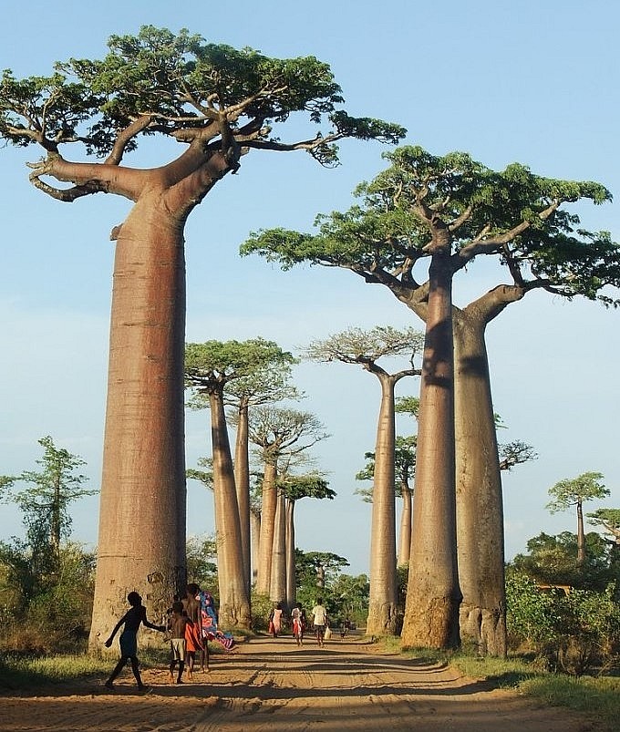 Những cây bao báp đã trở thành biểu tượng cho sự vươn lên không ngừng của mảnh đất Châu Phi.