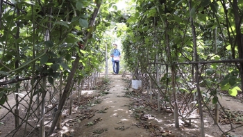 Trồng cây quả sai trĩu trịt, được đồn tốt cho quý ông, bán 150.000 đồng/kg nhà nông thu tiền tỷ