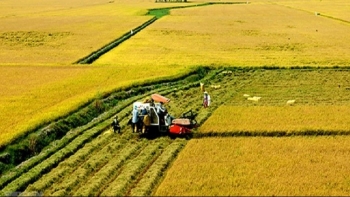 Ở nơi ruộng chia tính mét ông Dân vẫn có 30 mẫu ruộng mỗi năm thu gần nghìn tấn thóc