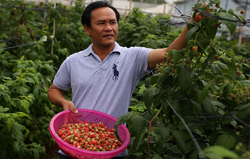 Anh Huỳnh Trung Quân thu hoạch mâm xôi