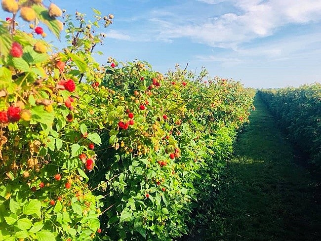 mâm xôi còn được coi như là một loại thảo dược quý với nhiều công dụng 