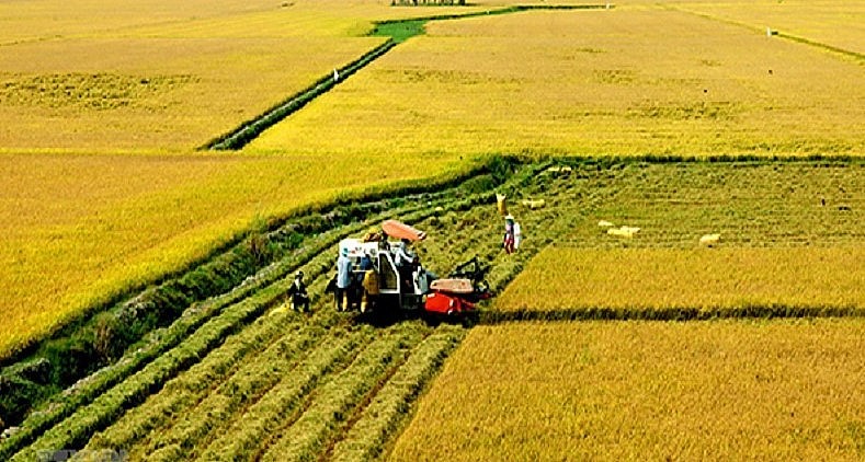 Ông Dân được ví là người giải cứu ruộng hoang, một trong những người tiên phong tích tụ ruộng đất làm nông quy mô lớn.