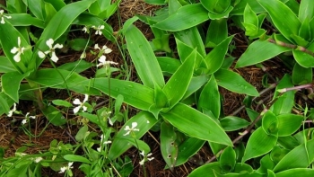 Một số bài thuốc sử dụng cây lược vàng