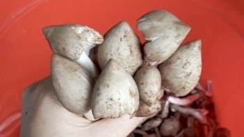 Rủ nhau đi hái loại nấm mọc hoang, người dân vùng biên kiếm tiền triệu mỗi ngày