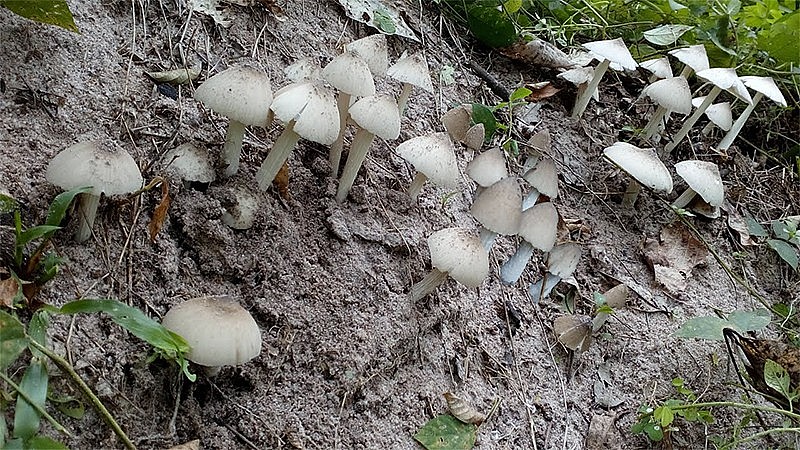 Nấm mối được hình thành và sinh trưởng nhờ nước bọt của mối thợ tiết ra 