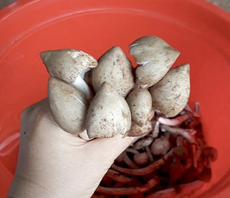Những thân nấm mối mập mạp, tươi ngon vừa được người dân thu hái