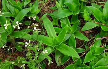 Một số bài thuốc sử dụng cây lược vàng