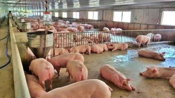 Giá heo hơi hôm nay 24/6: Giá tăng liên tục heo dễ bán, người nuôi lạc quan tăng lợi nhuận