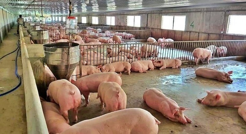 Giá heo hơi hôm nay (24/6), duy trì mức cao nhất 63.000 đồng/kg. Giá heo hơi hôm nay (24/6), duy trì mức cao nhất 63.000 đồng/kg.