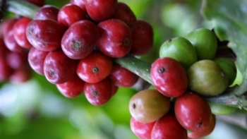 Giá nông sản hôm nay 24/6: Cà phê giảm sốc tới 1.200 đồng/kg, hồ tiêu thủng đáy 70.000 đồng/kg