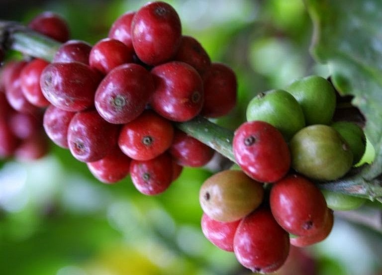 Giá nông sản hôm nay (24/6), giá cà phê đồng loạt lao dốc trên sàn kỳ hạn. Giá cà phê trong nước giảm sốc tới 1.200 đồng/kg. Giá nông sản hôm nay (24/6), giá cà phê đồng loạt lao dốc trên sàn kỳ hạn. Giá cà phê trong nước giảm sốc tới 1.200 đồng/kg.