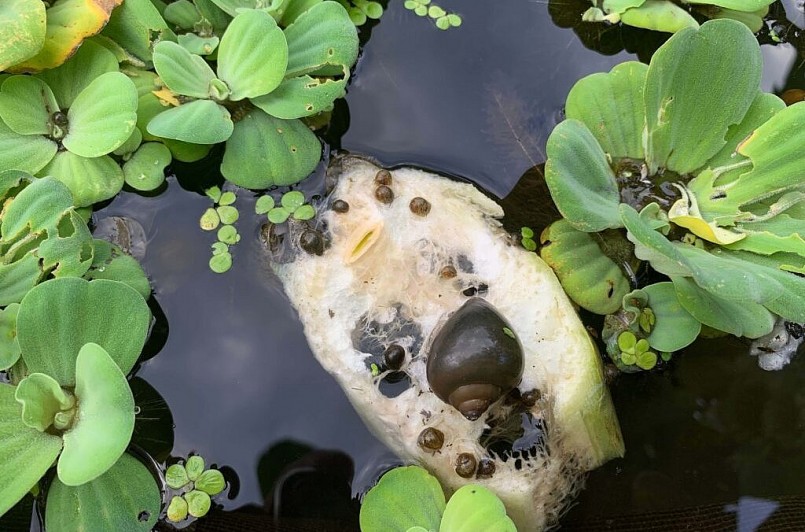 Nuôi ốc bươu đen trong ao đất chi phí thấp vì tận dụng nguồn thức ăn sẵn có. Nuôi ốc bươu đen trong ao đất chi phí thấp vì tận dụng nguồn thức ăn sẵn có.