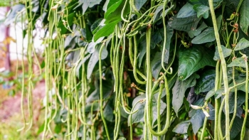 Loại rau đang vào mùa nhưng vẫn dễ "ngậm cả kho hóa chất", chuyên gia bày cách loại bỏ chất độc hại