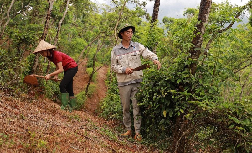 Vườn ba kích chuẩn bị cho thu hoạch dự kiến 2 vợ chống thu về khoảng 7 tỷ đồng.