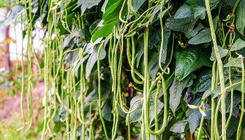 Loại rau đang vào mùa nhưng vẫn dễ "ngậm cả kho hóa chất", chuyên gia bày cách loại bỏ chất độc hại