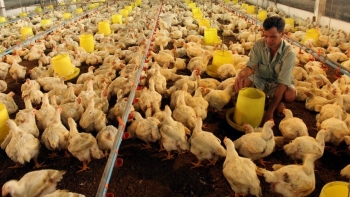 Gồng lỗ trong thời gian dài, chăn nuôi gà trước nguy cơ sụp đổ