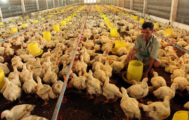 Trại gà của ông Minh đầu tư hàng cục tỷ đồng giờ đang trong tình hình bấp bênh vì thua lỗ. Trại gà của ông Minh đầu tư hàng cục tỷ đồng giờ đang trong tình hình bấp bênh vì thua lỗ.