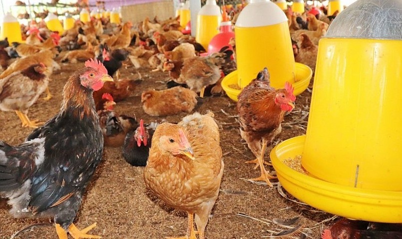 lý do giá gà thịt sụt giảm rất sâu là do các nhà cung cấp suất ăn công nghiệp đã có sự lựa chọn gà đông lạnh nhập khẩu giá rẻ. lý do giá gà thịt sụt giảm rất sâu là do các nhà cung cấp suất ăn công nghiệp đã có sự lựa chọn gà đông lạnh nhập khẩu giá rẻ.