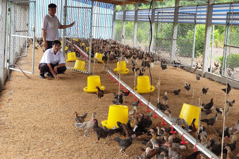 Thua lỗ kéo dài người chăn nuôi gà đã quá sức chịu đựng. Thua lỗ kéo dài người chăn nuôi gà đã quá sức chịu đựng.