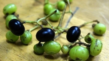 Loại quả dại trước rụng đầy không ai nhặt, nay được săn lùng chế biến món đặc sản