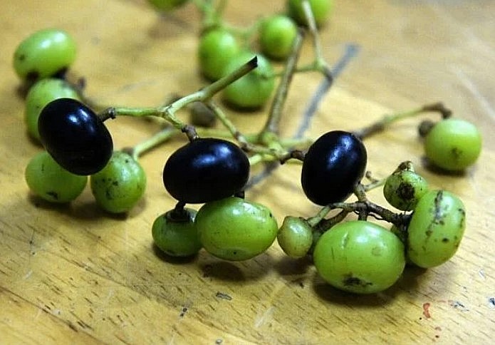 Ở Cà Mau, đi đâu cũng rất dễ dàng bắt gặp trái giác