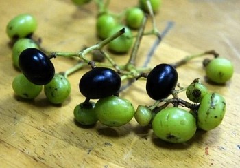 Loại quả dại trước rụng đầy không ai nhặt, nay được săn lùng chế biến món đặc sản