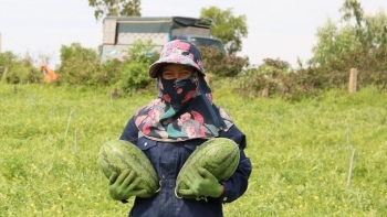 Lần đầu tiên đem dưa hấu trồng trên vùng đất hoang hạn mặn có ngay thu nhập trên 1 tỷ đồng