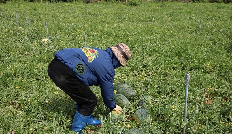 Quả dưa hấu hữu cơ tiêu chuẩn 5 không vẫn nặng trung bình từ 3-5kg.