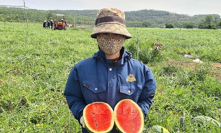 Nhờ được trồng hữu cơ nên ruột dưa hấu chắc có màu đỏ tươi, độ ngọt tăng, chất lượng vượt trội so với các nơi khác.