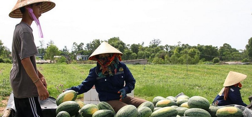 Đến vụ thu hoạch toàn bộ dư hấu đều được thương lái đến thu mua tại ruộng với giá dưa hấu từ 6-8 nghìn đồng/kg.