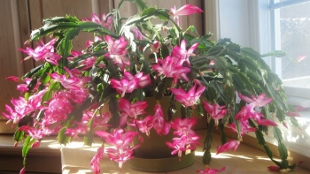 6 loại hoa đặc biệt sợ nắng, hễ thấy nắng là chết