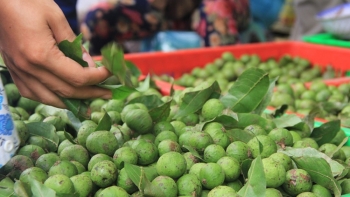 Loại quả chua loét đang vào mùa, bán giá rẻ bèo nhưng mang lại 6 công dụng tuyệt vời cho sức khoẻ