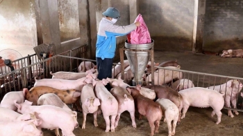 Giá heo hơi hôm nay 25/6: Kỳ vọng làn sóng tăng giá mới, nuôi heo lợi nhuận tăng vọt dịp cuối năm