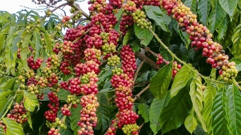 Giá nông sản hôm nay 25/6: Cà phê lao dốc thủng đáy 65, hồ tiêu chao đảo vào cuối tuần về ngưỡng 69