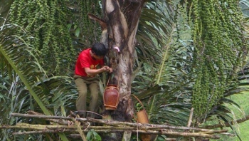 10 đặc sản Tây Nguyên mua về làm quà, có món cực kỳ hiếm không phải ai cũng được thưởng thức