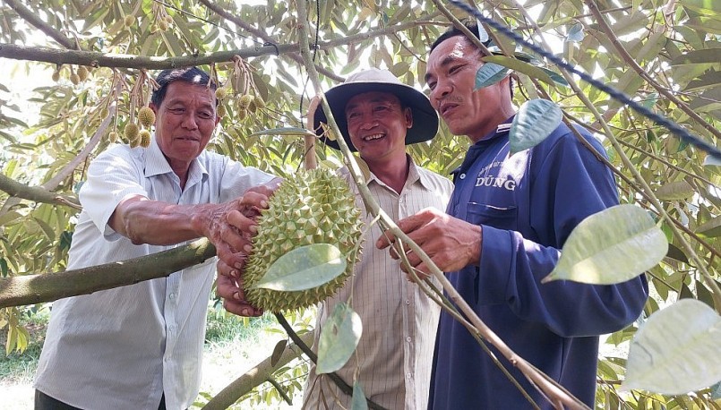 Nhà vườn trồng sầu riêng xã Thạnh Lộc (Giồng Riềng) trao đổi về kỹ thuật chăm sóc cây sầu riêng. Nhà vườn trồng sầu riêng xã Thạnh Lộc (Giồng Riềng) trao đổi về kỹ thuật chăm sóc cây sầu riêng.