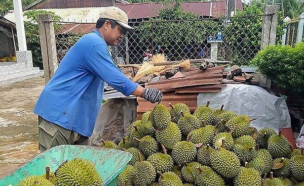 Nhà vườn ở huyện Giồng Riềng (Kiên Giang) thu hoạch sầu riêng. Giá sầu riêng duy trì ở mức cao giúp nông dân trồng sầu riêng có lời lớn. Nhà vườn ở huyện Giồng Riềng (Kiên Giang) thu hoạch sầu riêng. Giá sầu riêng duy trì ở mức cao giúp nông dân trồng sầu riêng có lời lớn.