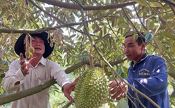 Nông dân trồng sầu riêng ngụ ấp Thạnh Vinh, xã Thạnh Lộc, huyện Giồng Riềng (tỉnh Kiên Giang) thu hoạch sầu riêng. Nông dân trồng sầu riêng ngụ ấp Thạnh Vinh, xã Thạnh Lộc, huyện Giồng Riềng (tỉnh Kiên Giang) thu hoạch sầu riêng.