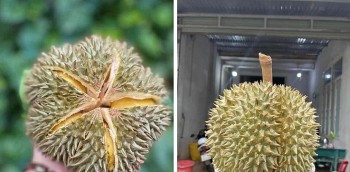 Sự thật đằng sau loại sầu riêng giá 49.000 đồng/kg, bơ 034 giá 20.000 đồng/kg