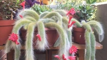 Hai loại xương rồng “có đuôi”, trồng một chậu trong nhà vừa độc lạ vừa giúp gia đạo bình an