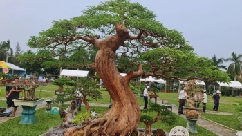 Siêu phẩm me cổ thụ lộ dáng vì sao khách trầm trồ nhận định giá tiền tỷ?