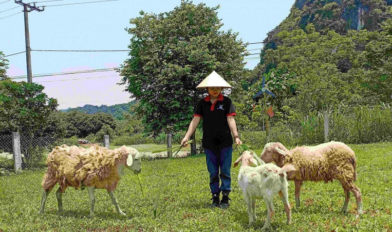 Những vật nuôi được cô gái Mường kỳ công chăm sóc để thích nghi với khí hậu miền Bắc. Những vật nuôi được cô gái Mường kỳ công chăm sóc để thích nghi với khí hậu miền Bắc.