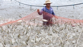 Nuôi tôm công nghệ cao điêu đứng, nhưng ở Bến Tre vẫn thu lãi gần 1 tỷ đồng mỗi héc ta