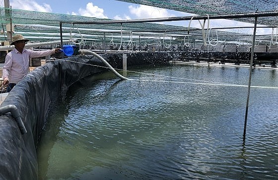 Tỉnh Bến Tre hiện có khoảng 2.567ha diện tích nuôi tôm công nghệ cao. Tỉnh này đang đặt mục tiêu tăng diện tích nuôi theo công nghệ cao lên 5.800ha vào năm 2030.