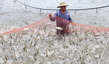 Nuôi tôm công nghệ cao điêu đứng, nhưng ở Bến Tre vẫn thu lãi gần 1 tỷ đồng mỗi héc ta