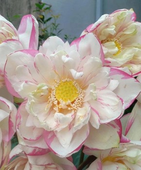 Loài hoa cánh trắng viền hồng “gây sốt” thị trường hoa