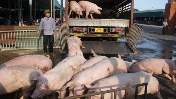 Giá heo hơi hôm nay 26/6: Cao nhất 63.000 đồng/kg, trước làn sóng tăng giá vì sao chỉ doanh nghiệp hưởng lợi?