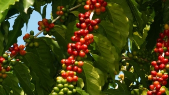 Giá nông sản hôm nay 26/6: Cà phê trong nước tăng ngược dòng, hồ tiêu tiếp tục giảm 500 đồng/kg